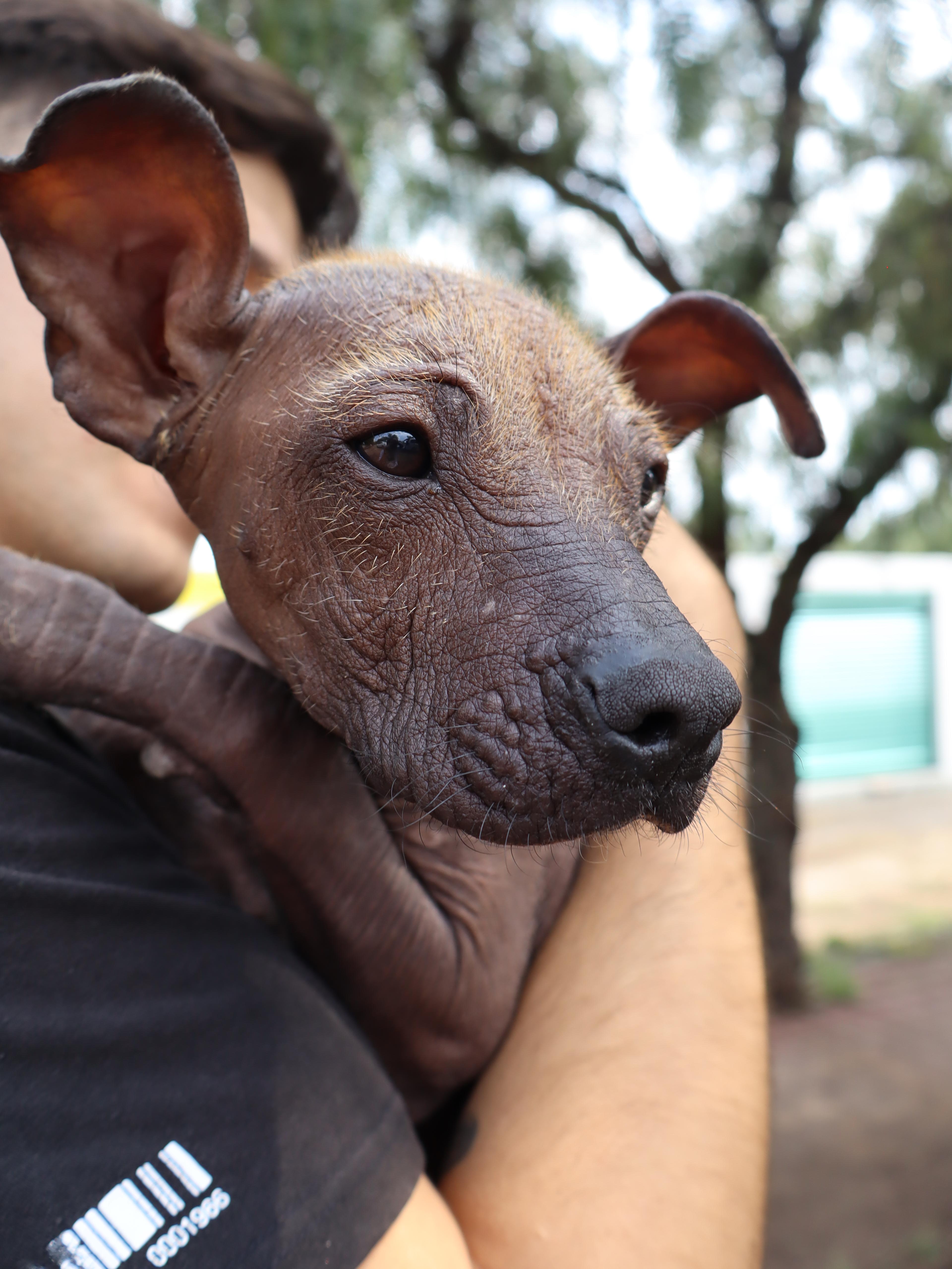 Vista 4 de Vuelo en globo sobre Teotihuacán
